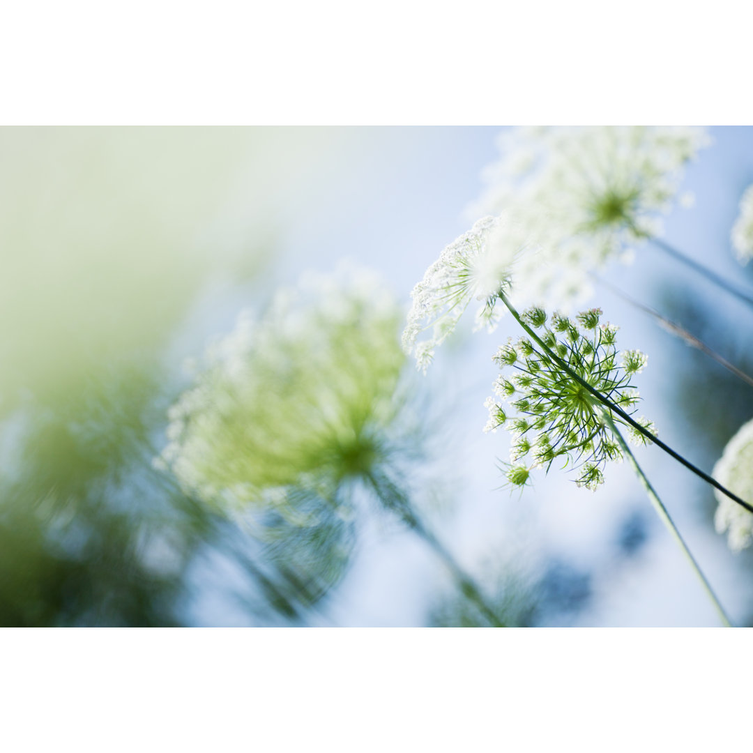 Queen Anne's Lace In Sunlight von Andipantz - Druck ohne Rahmen auf Leinwand