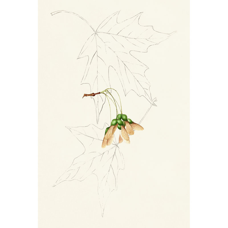 Leaf Sketches IV - Graphic Art Print, 30 cm H x 20 cm W, Wrapped Canvas