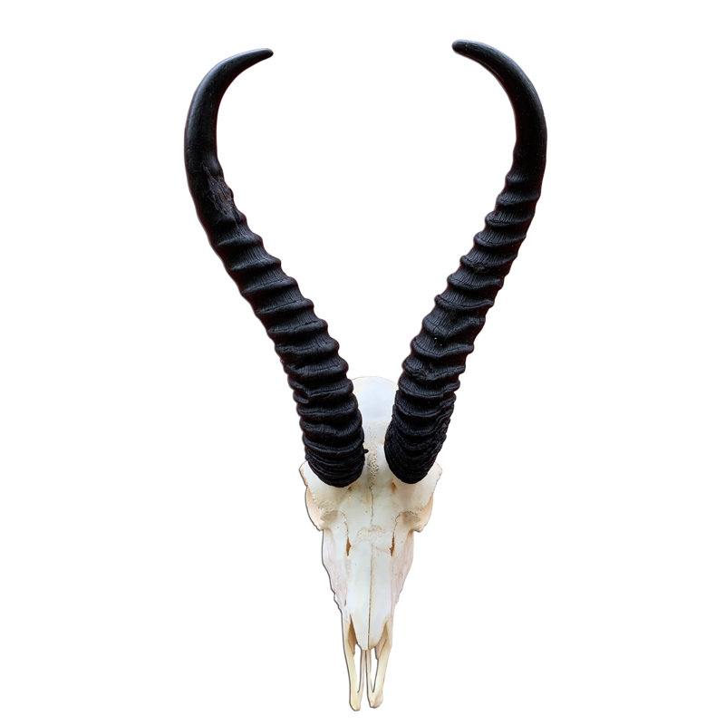 Aswath Real Springbok Antelope Skull