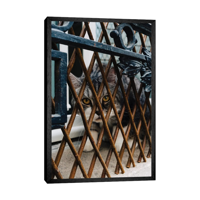 Les Cat by Bethany Young - Print on Canvas, 66.04cm H x 45.72cm W x 3.81cm D, Black Framed