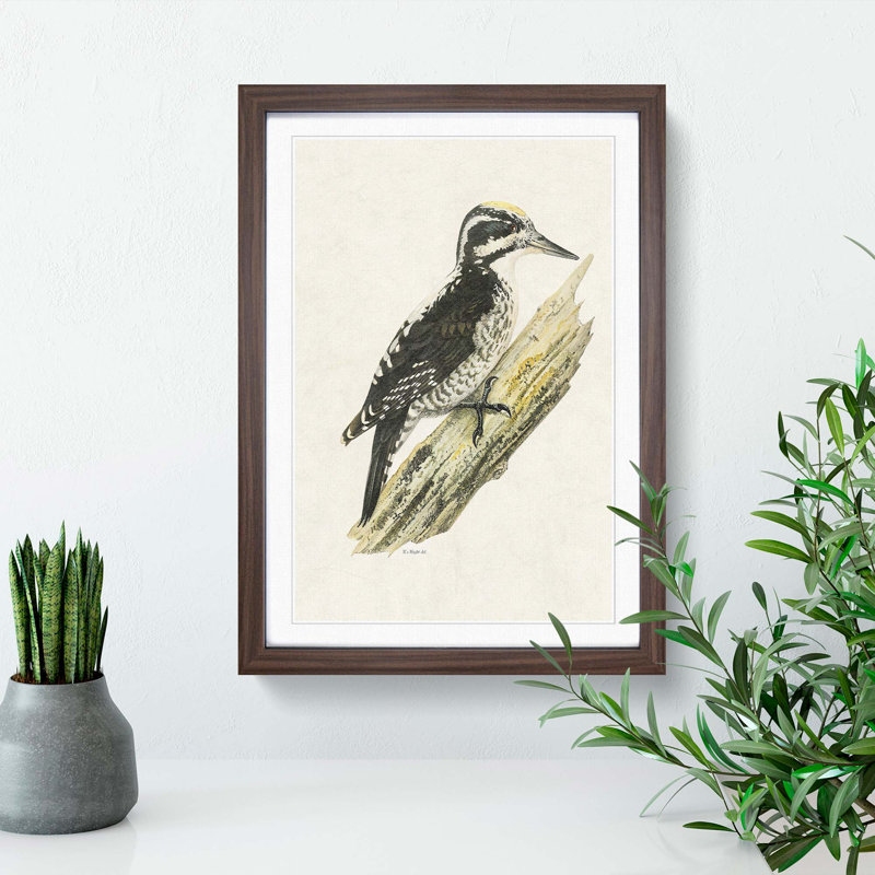 A Three-Toed Woodpecker by Von Wright - Single Picture Frame Painting, Walnut Framed, 63cm H x 45cm W x 2cm D