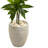 48" H Foliage Plant in Ceramic Planter