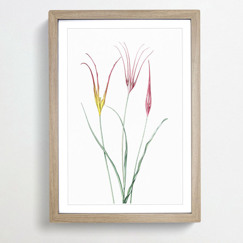 Horned Tulip Flowers by Pierre-Joseph Redoute - Picture Frame Painting Print, Oak Framed, 48cm H x 36cm W x 2cm D