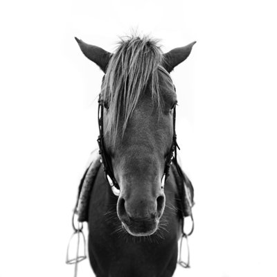 " Horse Head " by Brostock