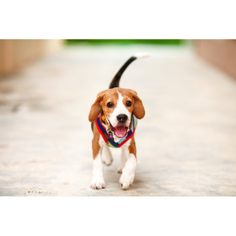 Little Puppy Beagle Running Zoom-in by Golfyinterlude - Wrapped Canvas Print, 30cm H x 46cm W x 3.8cm D