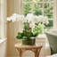 Organic Modern Orchid Arrangement