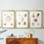 Pastel Knorr Shells IV - impression encadrée sur mesure de qualité supérieure - 3 pièces-51232298-51232299