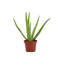 Live Aloe Vera Plant