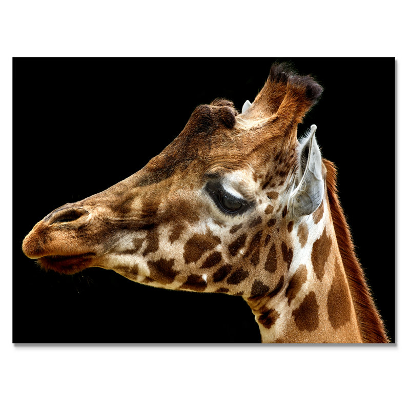 " Giraffe Portrait ", 12" H x 20" W x 1" D, Wrapped Canvas