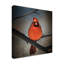 « cardinal on a blustery day », reproduction de photo sur toile tendue-863315355