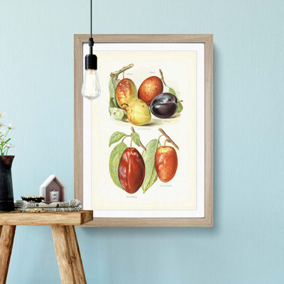 Vintage Illustrations of Plums - Picture Frame Art Print