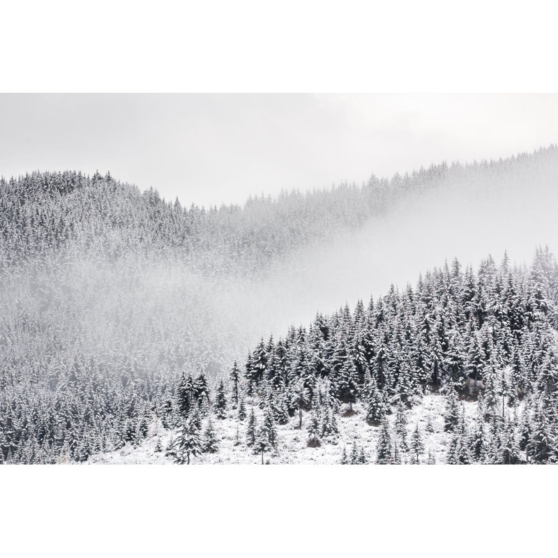 Spruce Forest by ImpaKPro - Wrapped Canvas Print, 51cm H x 76cm W