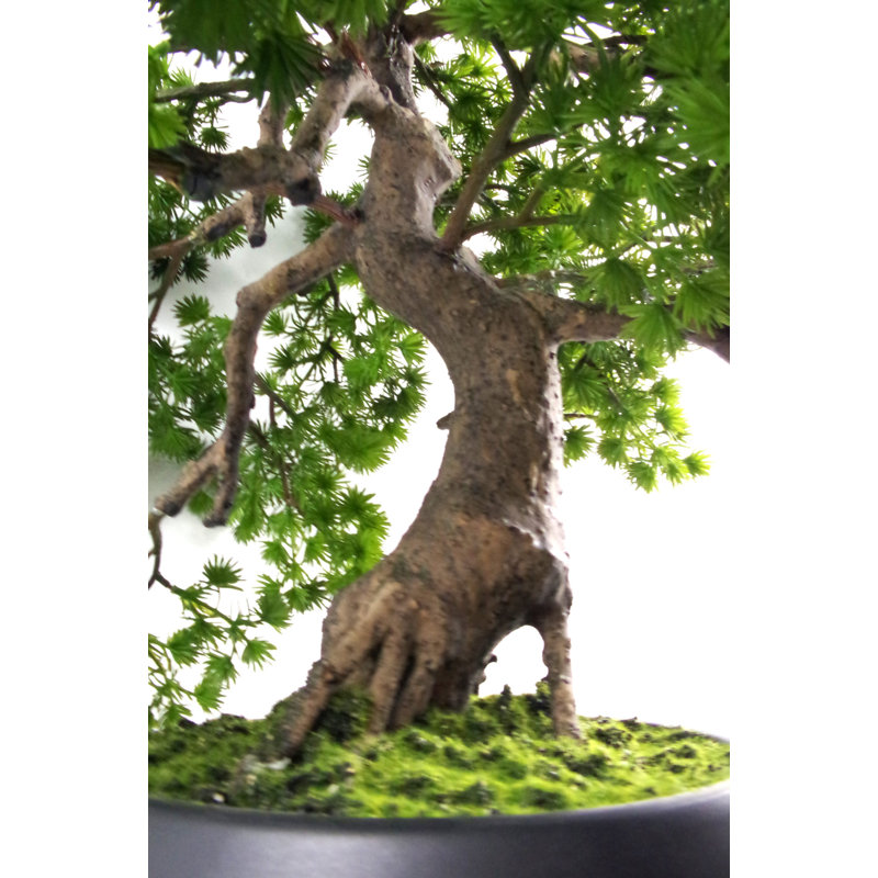 Anivea 50cm Faux Bonsai Tree in Pot