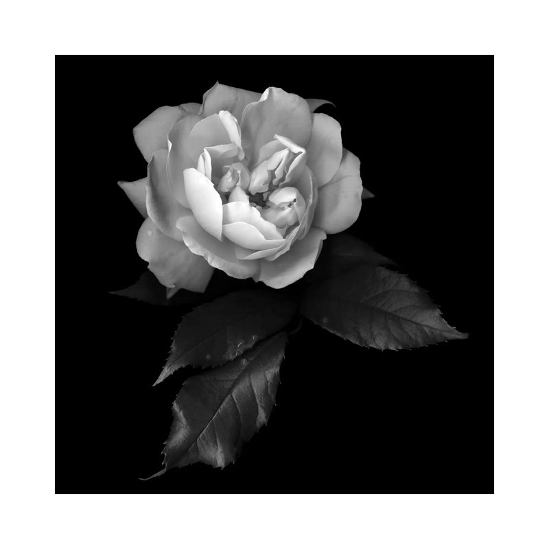 White Rose VI, B&W by Magda Indigo - Wrapped Canvas Painting, 93.98 cm H x 93.98 cm W