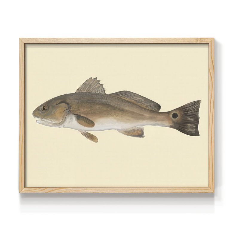 «Saltwater Species III», reproduction encadrée, H 8 po x l 10 po, Naturel