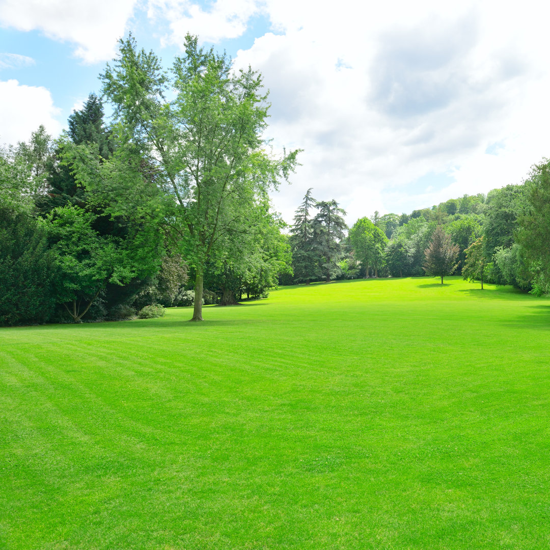 Leinwandbild Wiese im Park