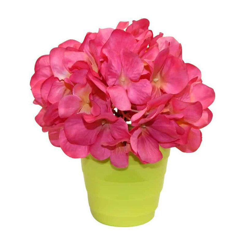 Hortensia en pot