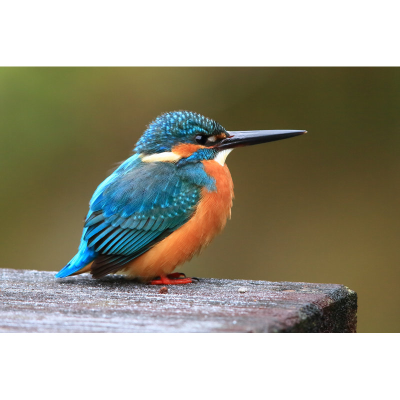 Wild Kingfisher by Ç›´ Ä¼è¦‹ - Wrapped Canvas Print, 81cm H x 122cm W 