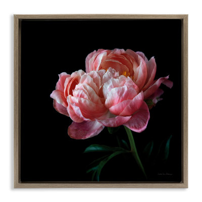 Dark Rose Photography