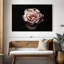 Rose œillet Harnek-108692692