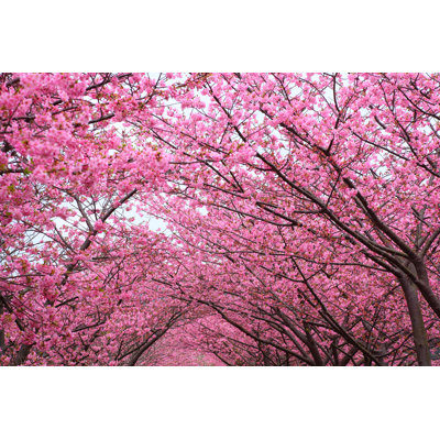 Lynnley Cuyama Sakura Arch 1 Piece Wrapped Canvas Wall Art