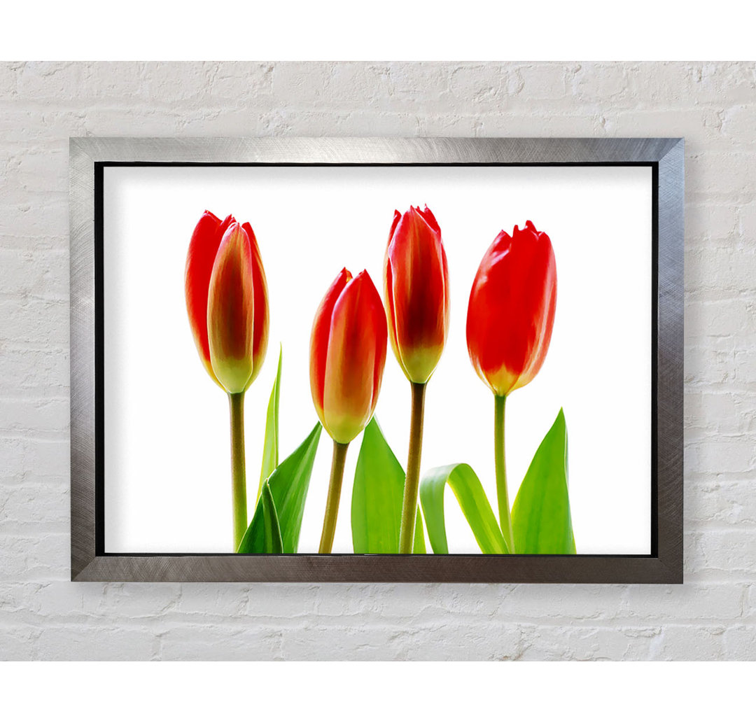 Rote Tulpen-Quads - Druck