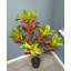 Arbre croton artificiel en pot Real Touch-1450169625
