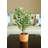 18'' Faux Olive Tree Tree in Terracotta Pot