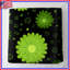 Couvre-lit matelassé à motif floral vert -126079045