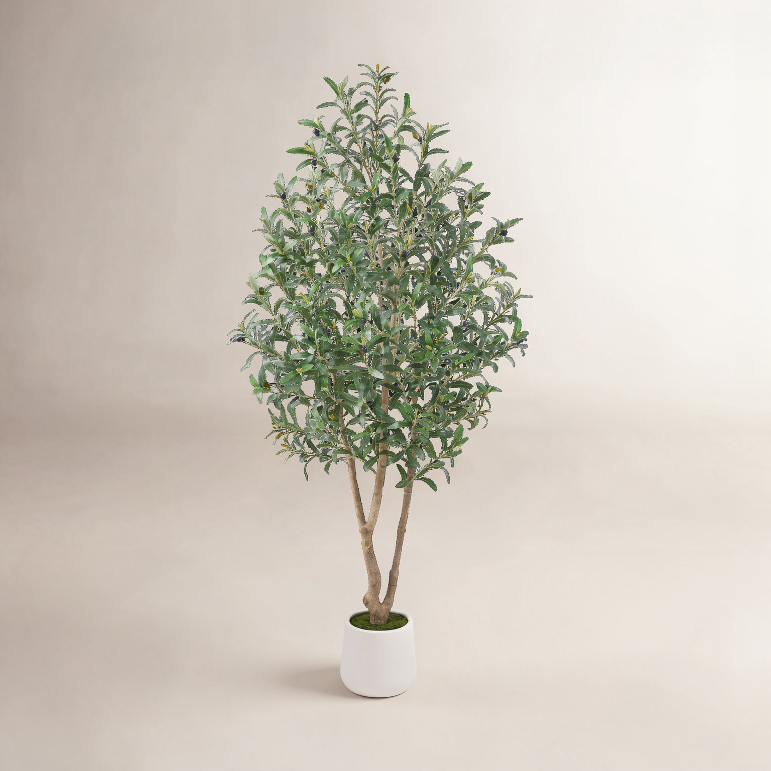 Olive Tree in Pot, 72" H x 32" W