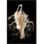Spirits In The Night II Print by Van Garret-1963069161-1963069167