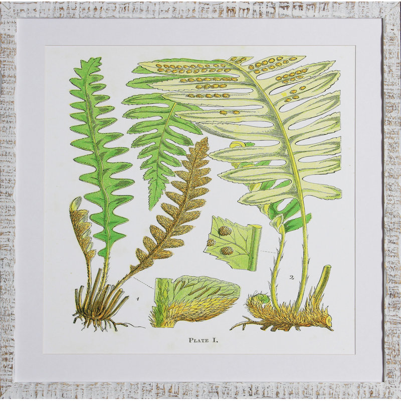 Brilliant Fern III Print