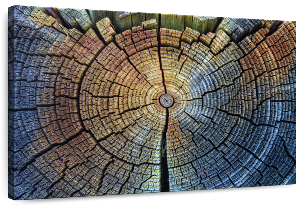 Lark Manor™ Harnek Tree Trunk Pattern | Wayfair