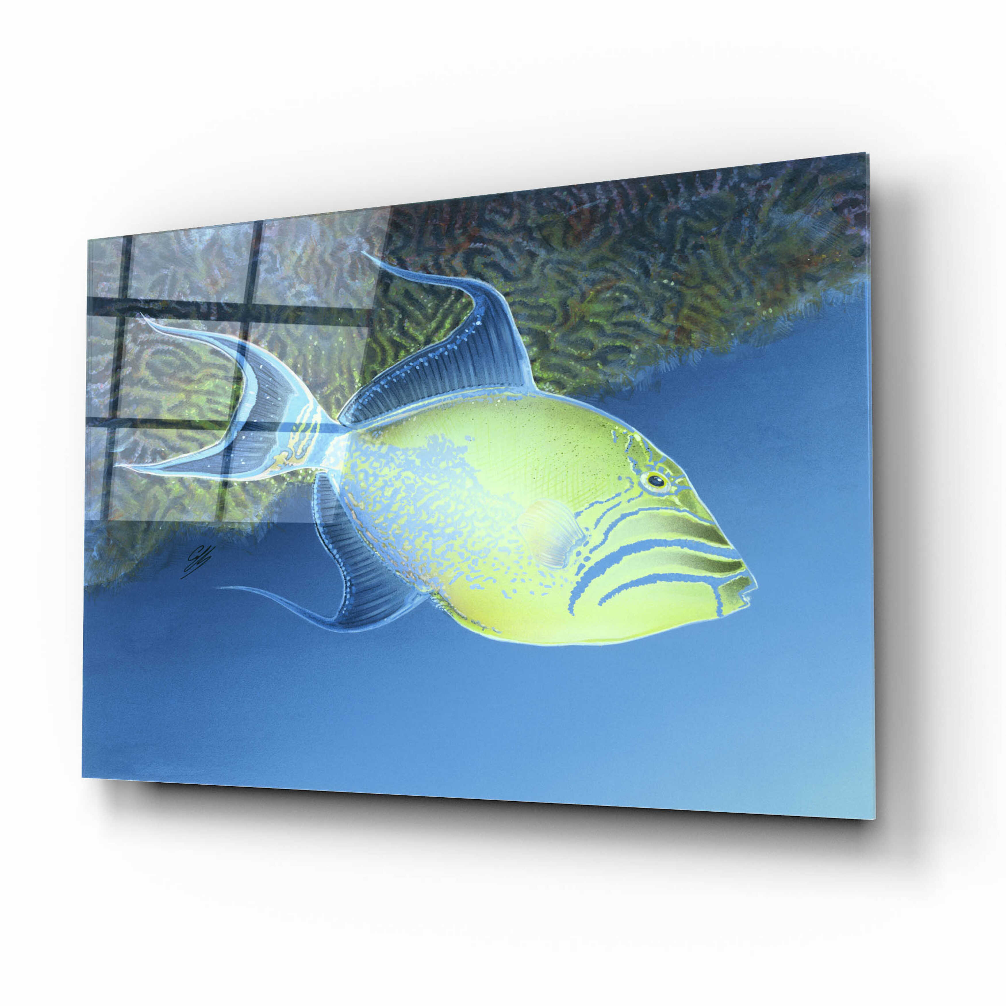 Dovecove 'Trigger Fish' By Durwood Coffey, Acrylic Glass Wall Art ...