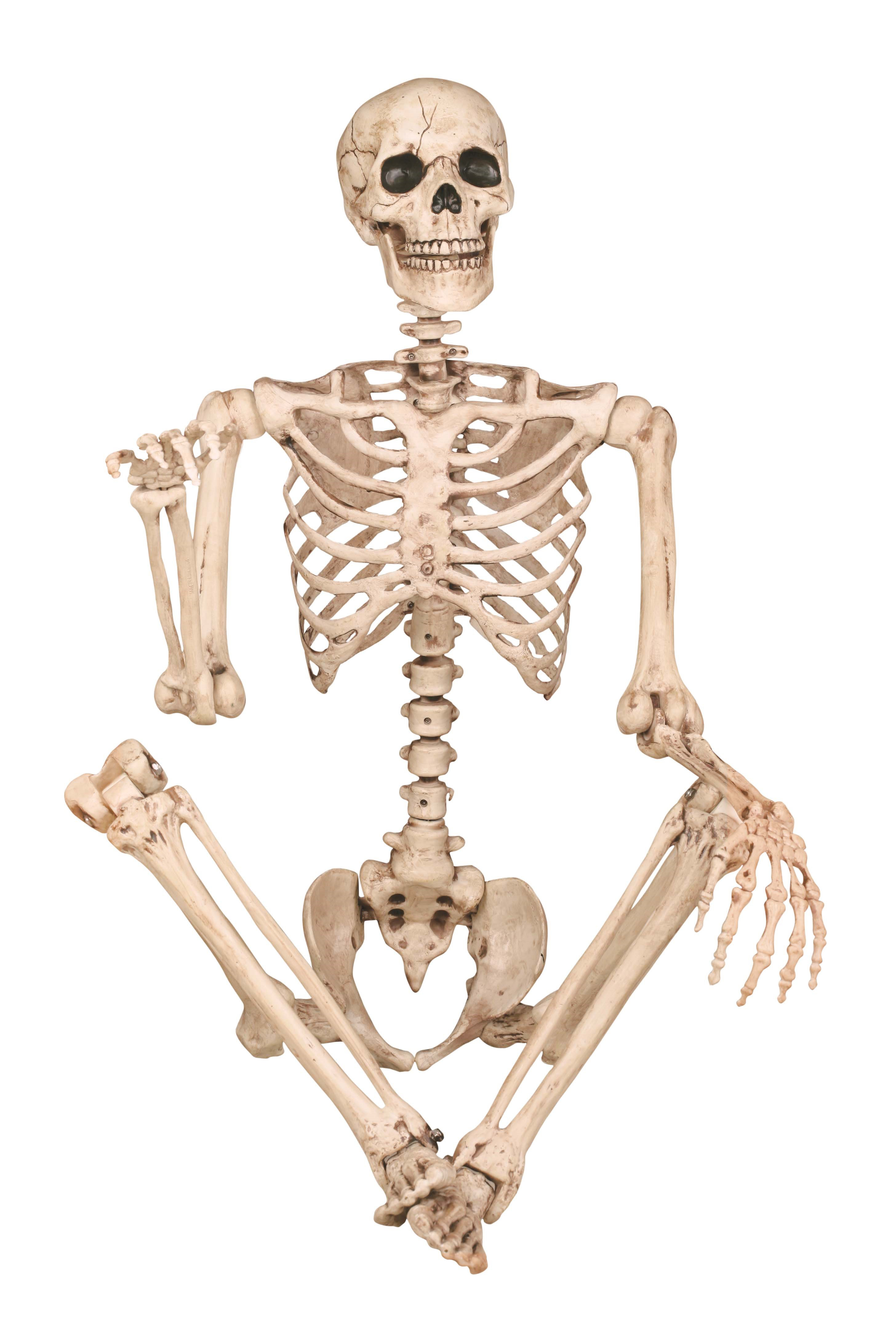【メーカー包装済】 Pose-N-Stay Skeleton Lane Birch | Reviews & その他