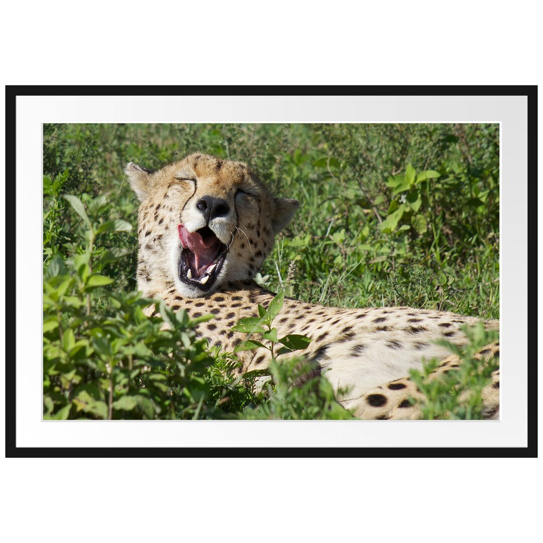 Gerahmtes Poster Müder Gepard ruht auf Wiese