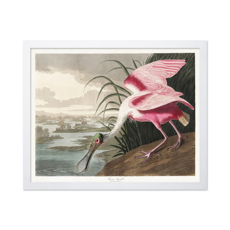 John James Audubon - spatule rosée, Poster, White Framed, 08"H x 10"W