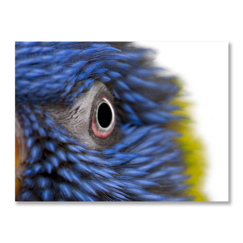 Feathery Focus - photographie sans cadre, H 16 po x l 20 po x P 1,5 po, Métal