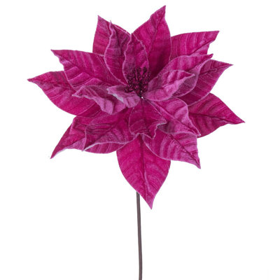 Tiges de poinsettia