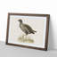 Common Moorhen by Von Wright - Picture Frame Painting Print-55510402-55510400