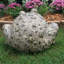 Statue de jardin «Jumbo» Toad Hollow Classic-986785111