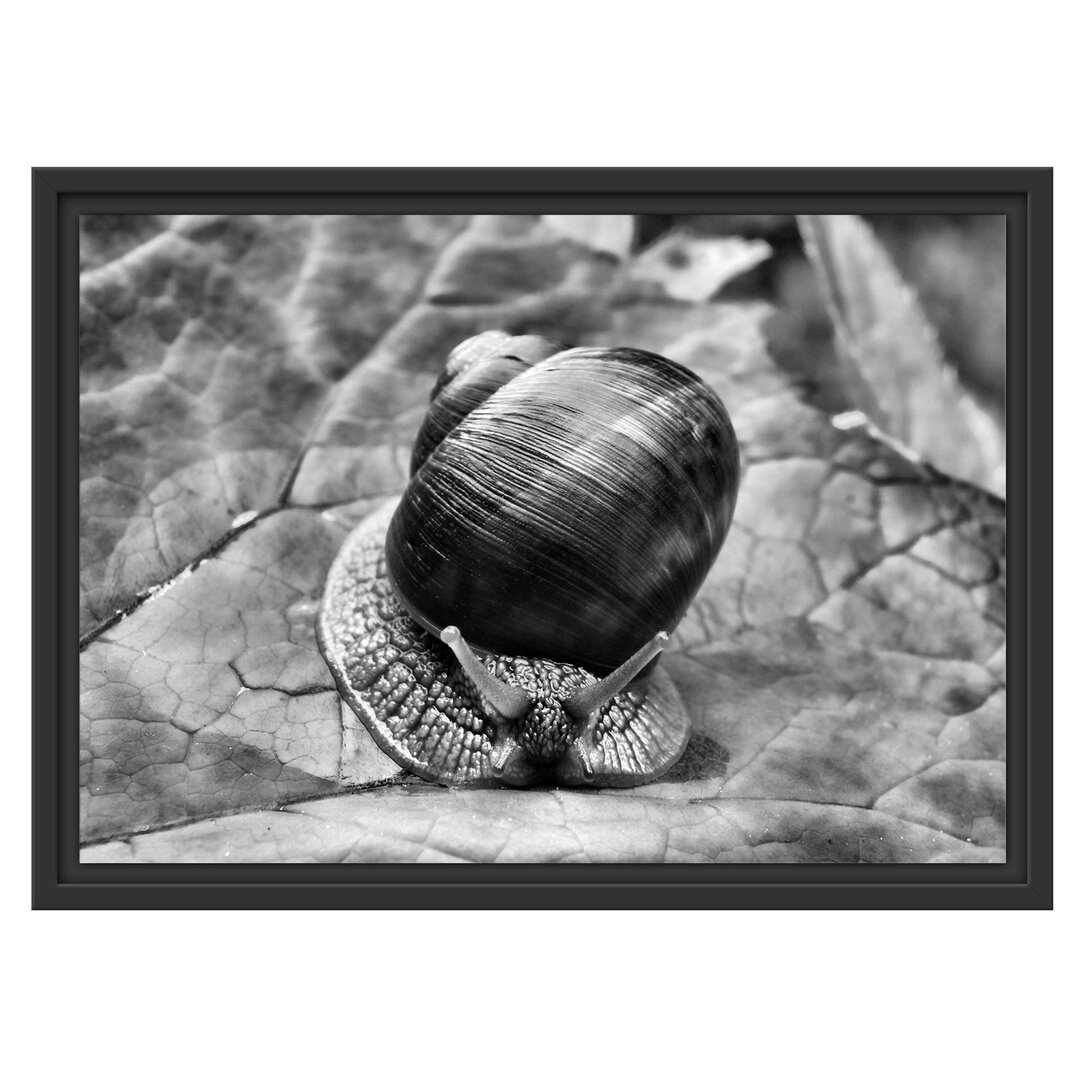 Gerahmtes Wandbild kleine Schnecke mit Schneckenhaus