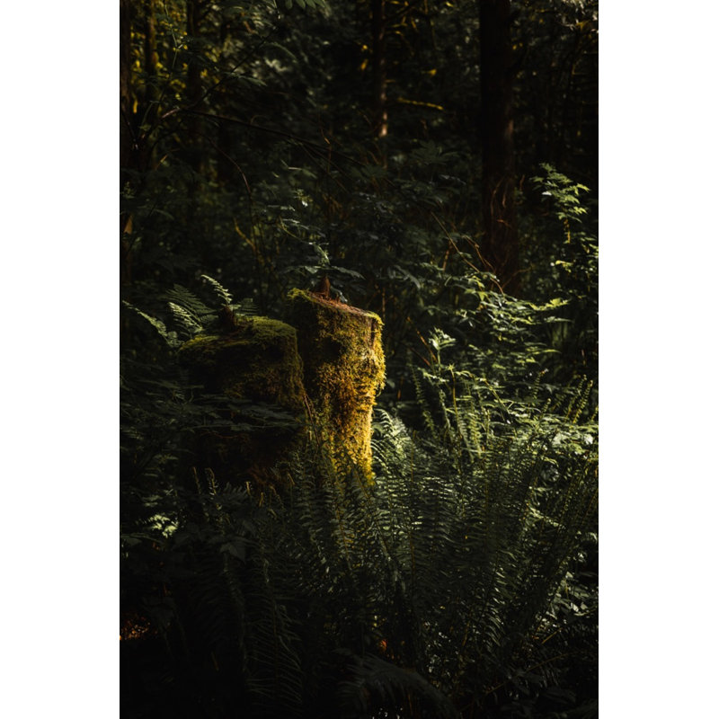 Mossy Ledge Print by Bumsted, Kelsey