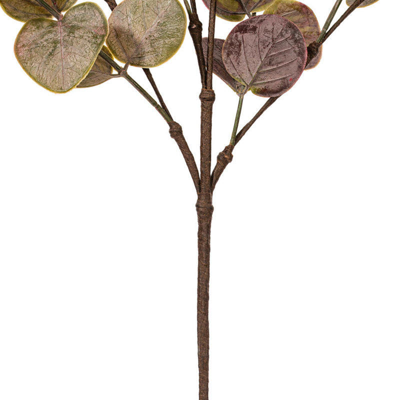 34 plantes