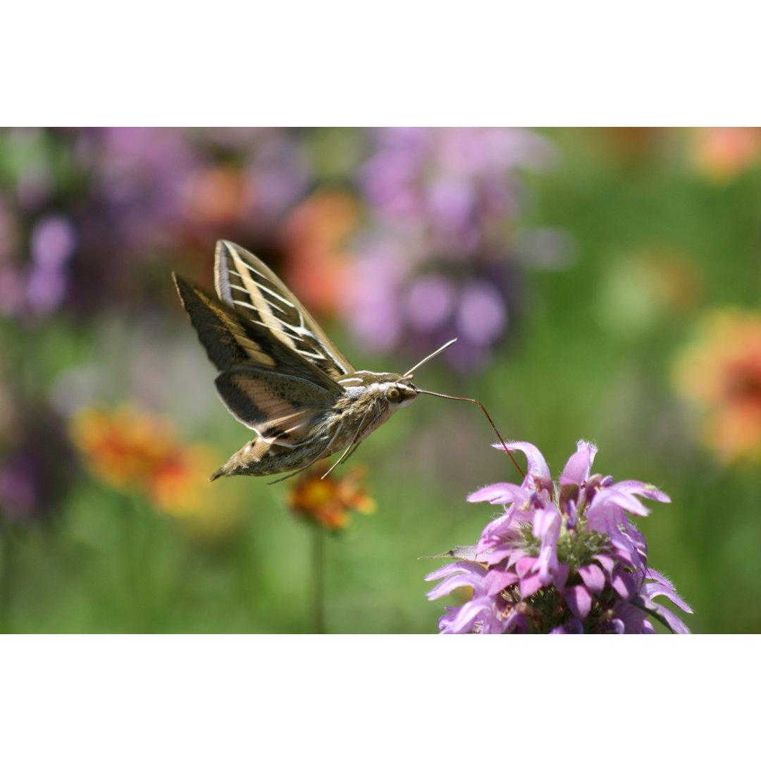 Hawk Moths von BobME - Kunstdrucke auf Leinwand