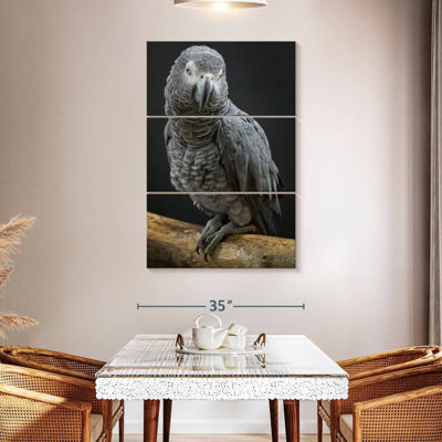 Congo Grey Parrot