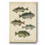 Reproduction d’art sur toile tendue « ichthyology III »-1753130687