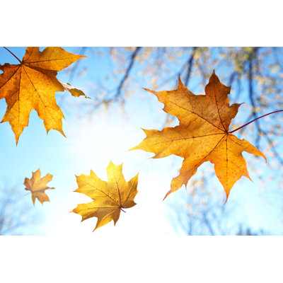 Falling Autumn Leaves - Wrapped Canvas Print