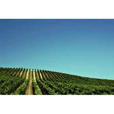 Vinyard in California 1 Piece Wrapped Canvas Wall Art