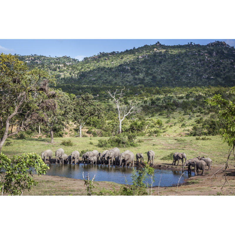 African Elephant, South Africa - Wrapped Canvas Print, 30cm H x 46cm W